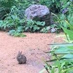 Sustainable Landscape Design