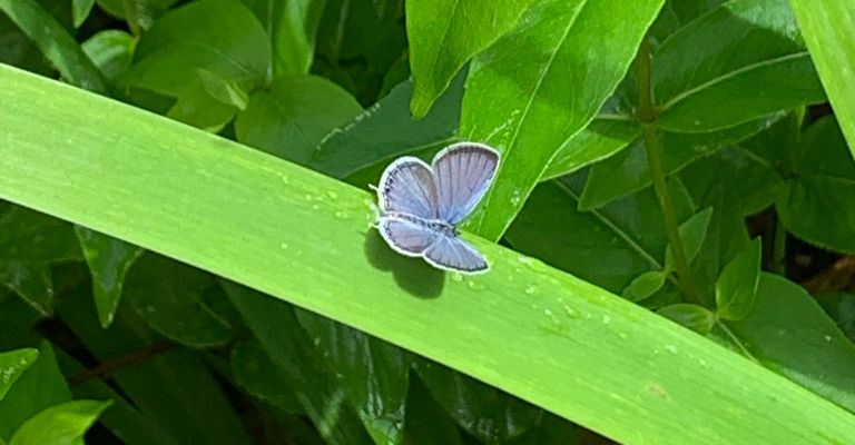 Pollinator Gardens in Pittsboro, North Carolina