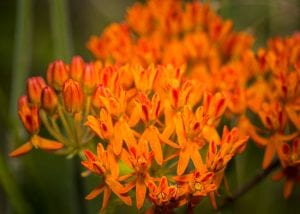 Demystifying Plant Terminology