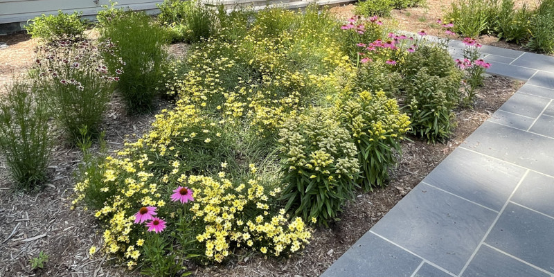 Native Plant Experts